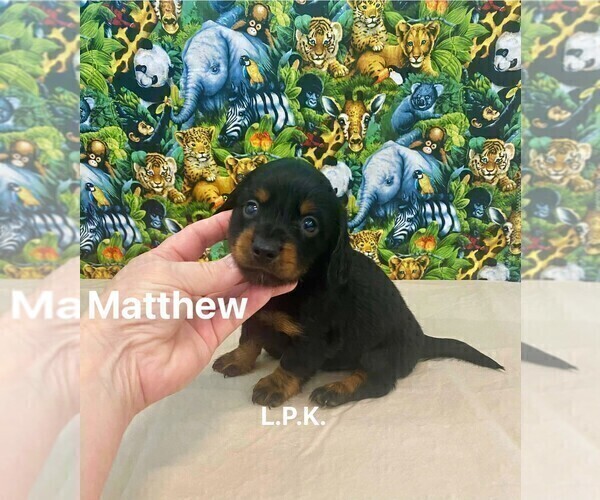 Medium Photo #2 Dachshund Puppy For Sale in WINNSBORO, LA, USA