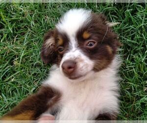Miniature Australian Shepherd Puppy for Sale in DEMING, New Mexico USA