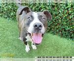 Small #2 American Bulldog