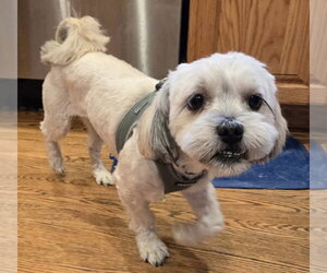 Shih Tzu Dogs for adoption in Mundelein, IL, USA