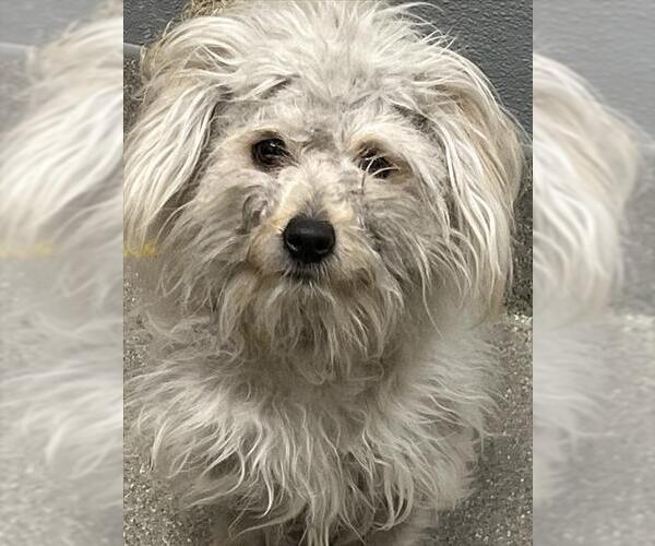 Medium Photo #1 Maltese-Unknown Mix Puppy For Sale in Las Vegas, NV, USA