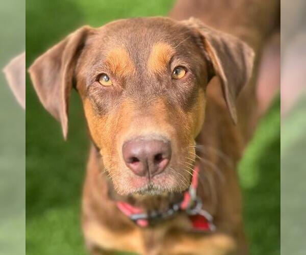 Medium Photo #20 Doberman Pinscher-Unknown Mix Puppy For Sale in San Diego, CA, USA