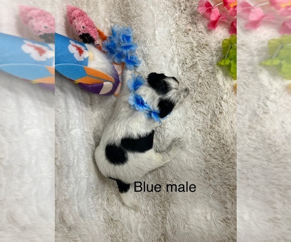 Medium Photo #10 Portuguese Water Dog Puppy For Sale in DES MOINES, IA, USA