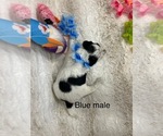 Small #9 Portuguese Water Dog