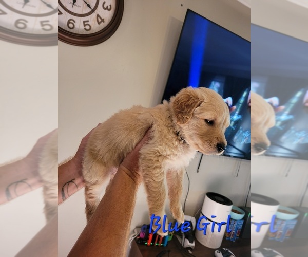 Medium Photo #4 Golden Pyrenees-Golden Retriever Mix Puppy For Sale in ARDMORE, AL, USA