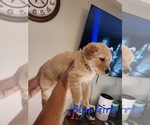 Small #3 Golden Pyrenees-Golden Retriever Mix