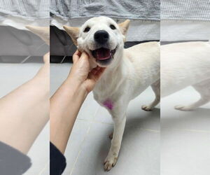 Mutt Dogs for adoption in Agoura Hills, CA, USA