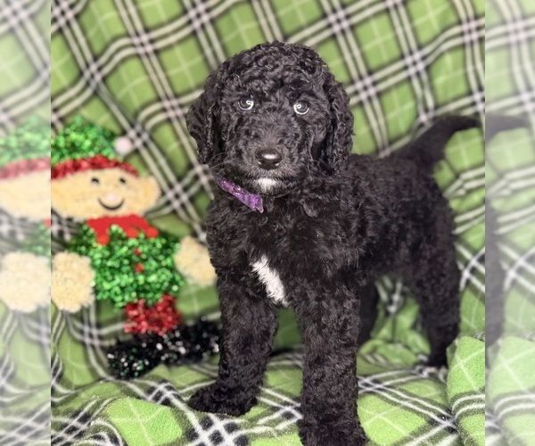Medium Photo #1 Labradoodle mix (+ Poodle Standard) Puppy For Sale in MOKELUMNE HILL, CA, USA