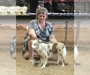 Father of the Miniature Australian Shepherd puppies born on 10/26/2021