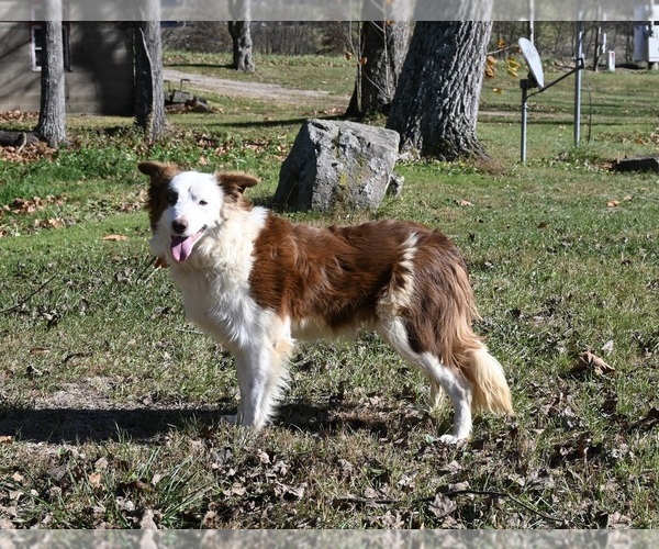 Medium Photo #1 Border Collie Puppy For Sale in WARSAW, OH, USA