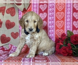 Goldendoodle Puppy for sale in LANCASTER, PA, USA