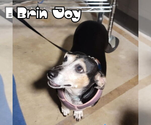 Medium Photo #20 Dachshund Puppy For Sale in San Antonio, TX, USA