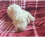 Small #5 Labradoodle