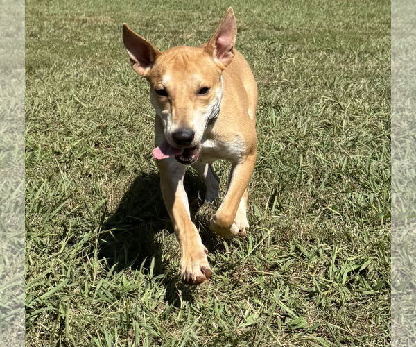Medium Photo #3 Retriever -Unknown Mix Puppy For Sale in Woodbury, NY, USA