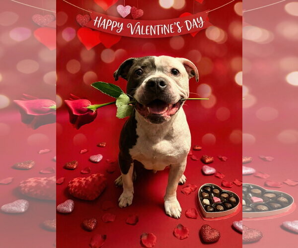 Medium Photo #6 American Bulldog Puppy For Sale in Rockville, MD, USA