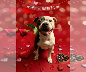 Rayna - Female American Bulldog Dog for Adoption - Photo #6