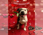 Small #5 American Bulldog