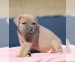 Puppy Yellow Collar Bulldog
