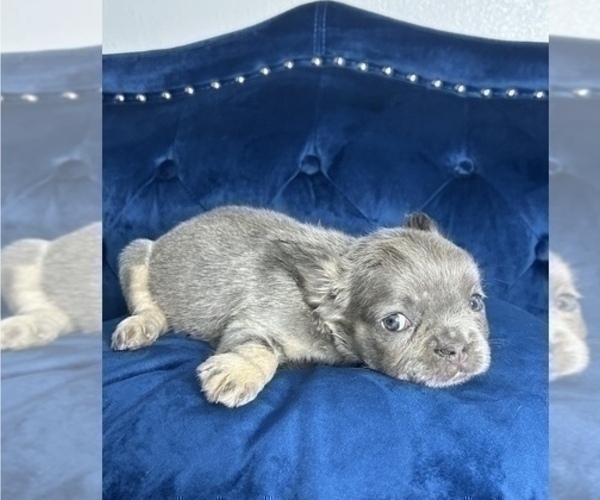 Medium Photo #18 French Bulldog Puppy For Sale in MILWAUKEE, WI, USA