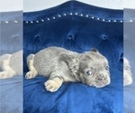 Small Photo #18 French Bulldog Puppy For Sale in MILWAUKEE, WI, USA