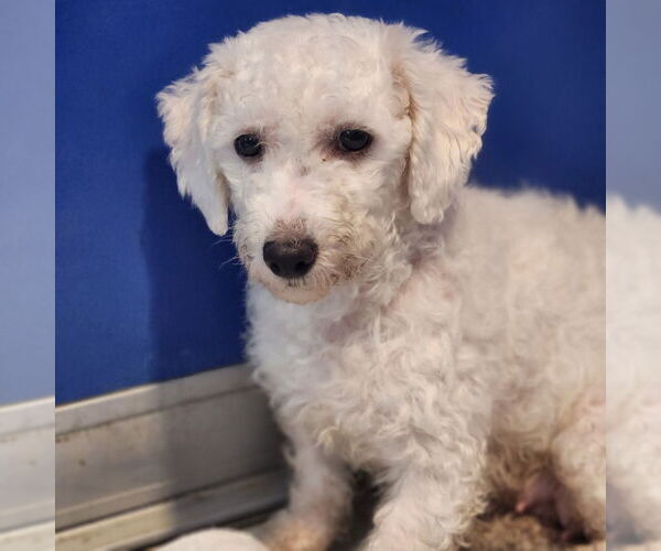 Medium Photo #1 Bichon Frise Puppy For Sale in Walnutport, PA, USA