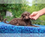 Small #2 Poodle (Toy)-YorkiePoo Mix