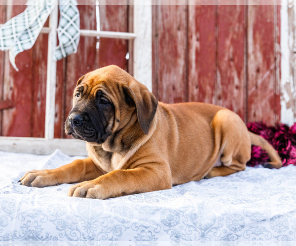 Medium Photo #11 Mastiff Puppy For Sale in WAKARUSA, IN, USA