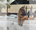 Small German Shepherd Dog