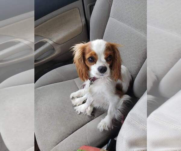 Medium Photo #1 Cavalier King Charles Spaniel Puppy For Sale in SAINT PETERSBURG, FL, USA