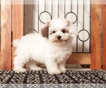 Small #3 Poodle (Toy)