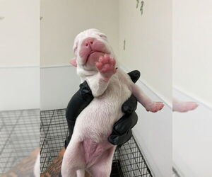 American Pit Bull Terrier-Unknown Mix Dogs for adoption in San Bernardino, CA, USA