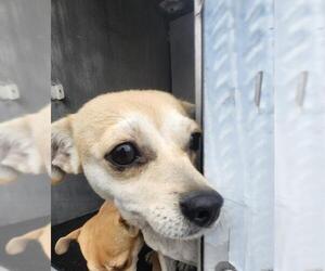 Chiweenie Dogs for adoption in San Antonio, TX, USA