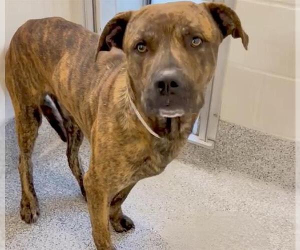 Medium Photo #2 Mutt Puppy For Sale in Houston, TX, USA