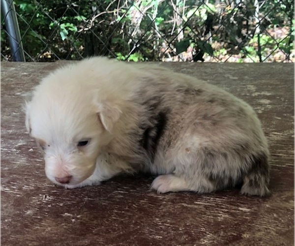 Medium Photo #1 Australian Shepherd Puppy For Sale in ROCK SPRING, GA, USA
