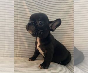 French Bulldog Puppy for sale in JOHNS ISLAND, SC, USA