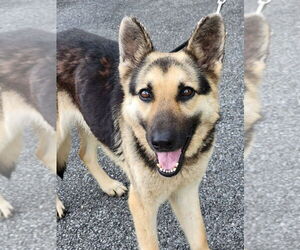 German Shepherd Dog Dogs for adoption in Mt. Airy, MD, USA