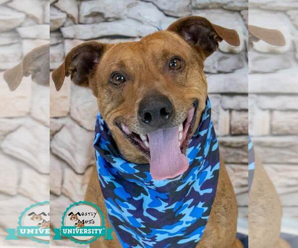 Medium Photo #1 Mutt Puppy For Sale in Kennesaw, GA, USA