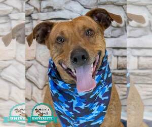 Mutt Dogs for adoption in Kennesaw, GA, USA