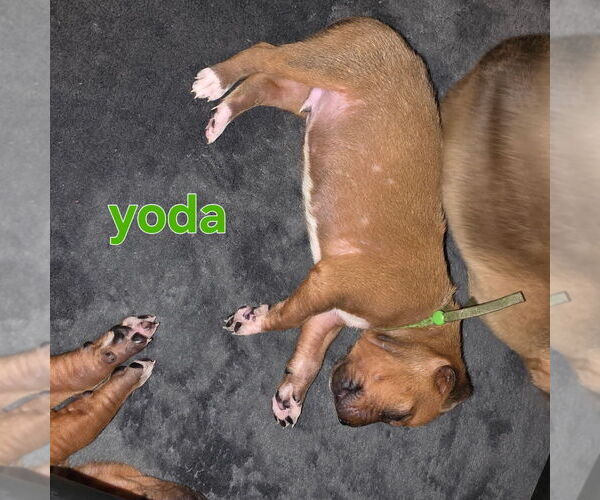 Medium Photo #9 Rhodesian Ridgeback Puppy For Sale in YOUNGWOOD, PA, USA