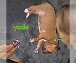 Puppy Puppy 8 Yoda Rhodesian Ridgeback