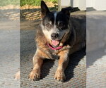 Small #3 Mutt