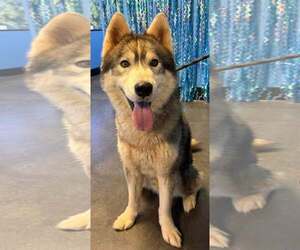 Glacier - Male Siberian Husky Dog for Adoption - Photo #5