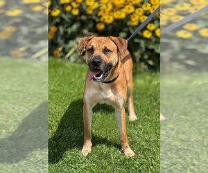 Labrador Retriever-Unknown Mix Dogs for adoption in Batavia, NY, USA