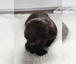 Small Photo #10 Boykin Spaniel Puppy For Sale in CARLISLE, KY, USA