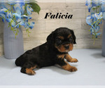 Small #8 Cavalier King Charles Spaniel