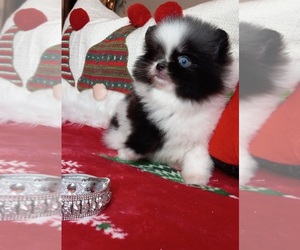 Pomeranian Puppy for sale in BEVERLY HILLS, CA, USA