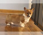 Small Photo #17 Pembroke Welsh Corgi Puppy For Sale in FAIR GROVE, MO, USA