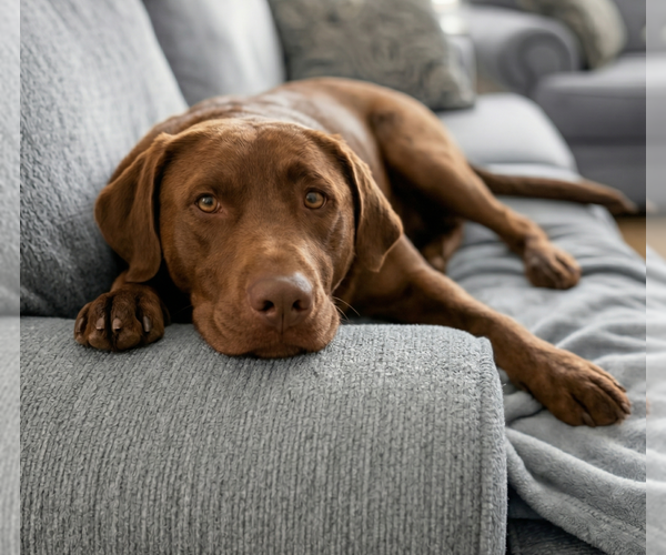 Medium Photo #3 Labrador Retriever Puppy For Sale in Grovertown, IN, USA