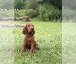 Small #3 Irish Setter