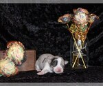 Small Photo #86 Chihuahua Puppy For Sale in CHARLESTON, AR, USA